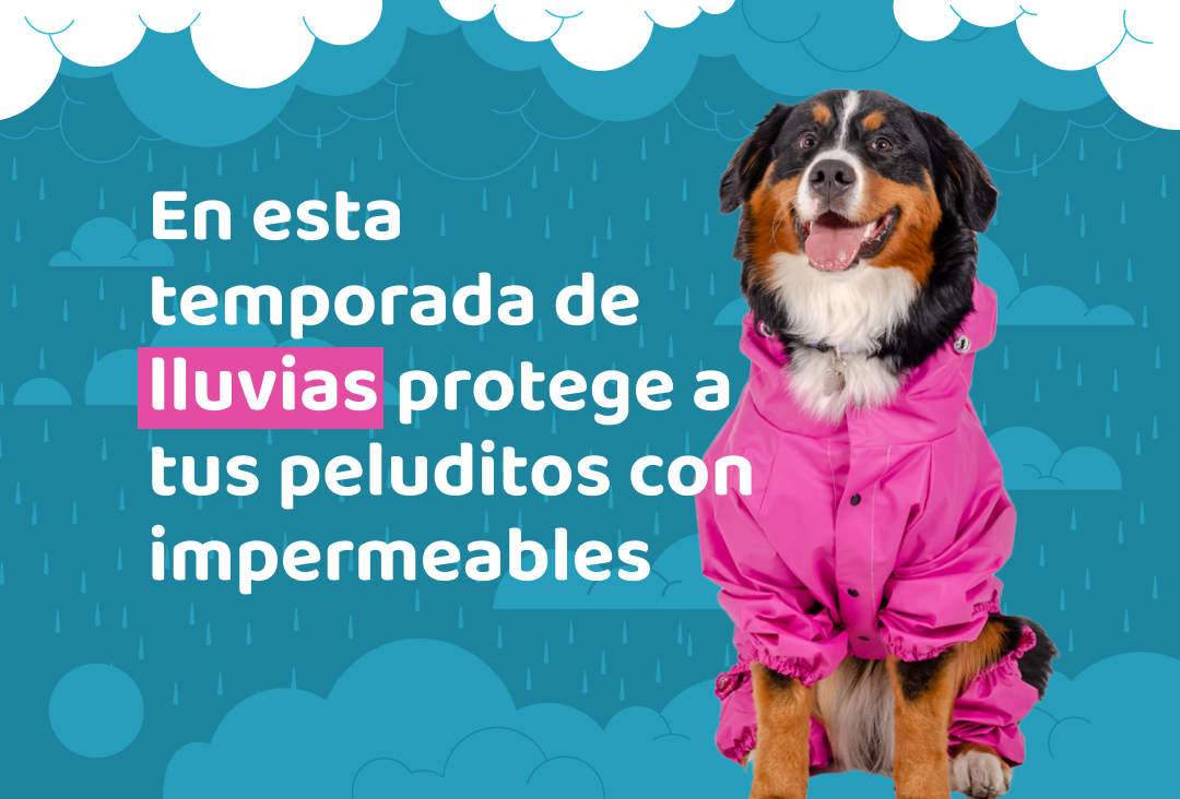 un perro luciendo 1 impermeable para la lluvia, con ajuste seguro de broches y de un material perfecto para limpiar y de larga duración